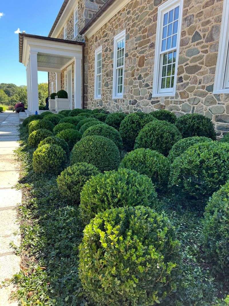 Boxwood Boxwood