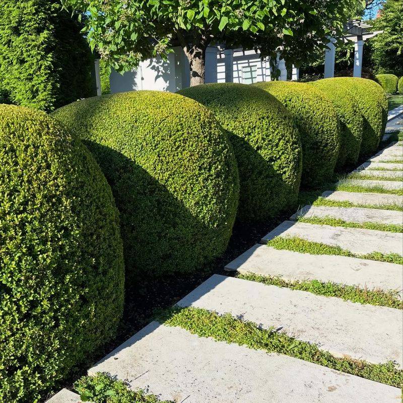 Boxwood