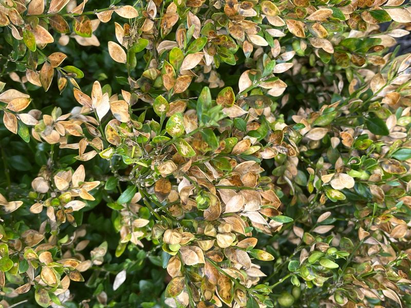Boxwood Blight Spreads Quickly In Humid Weather Boxwood Blight Spreads Quickly In Humid Weather