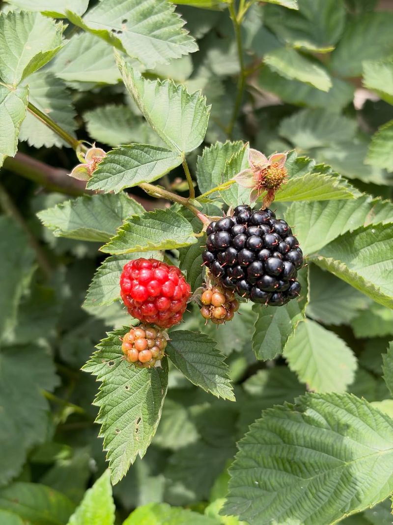 Boysenberry Rewards Patient Planting Boysenberry Rewards Patient Planting