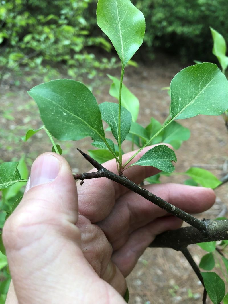 Bradford Pear Splits Apart And Reseeds Wild