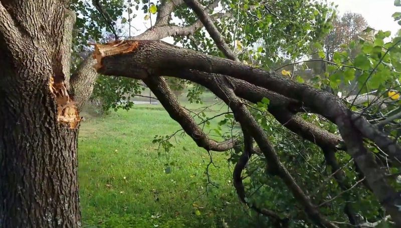 Bradford Pears Face Two Separate Problems Bradford Pears Face Two Separate Problems