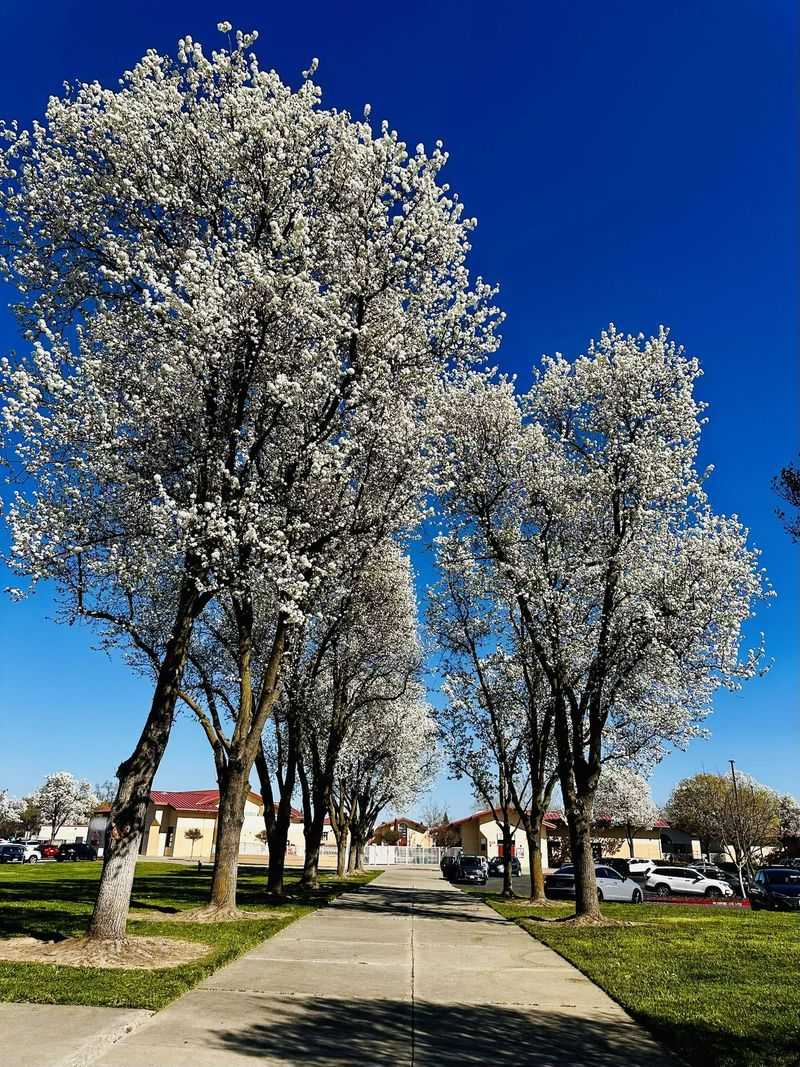 Bradford Pears With Weak Branch Angles