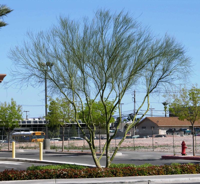 Branch Tips Losing Life After Prolonged Dry Stretches Branch Tips Losing Life After Prolonged Dry Stretches