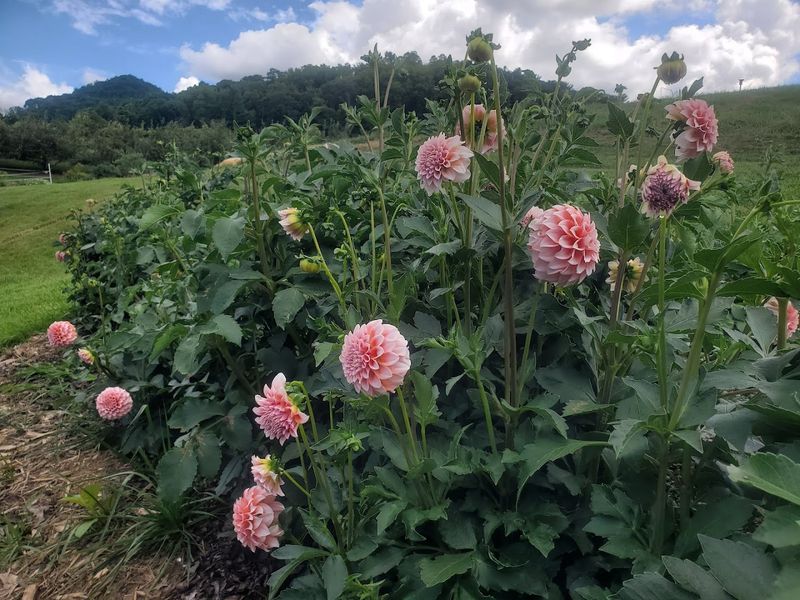 Branches And Blooms Flower Farm