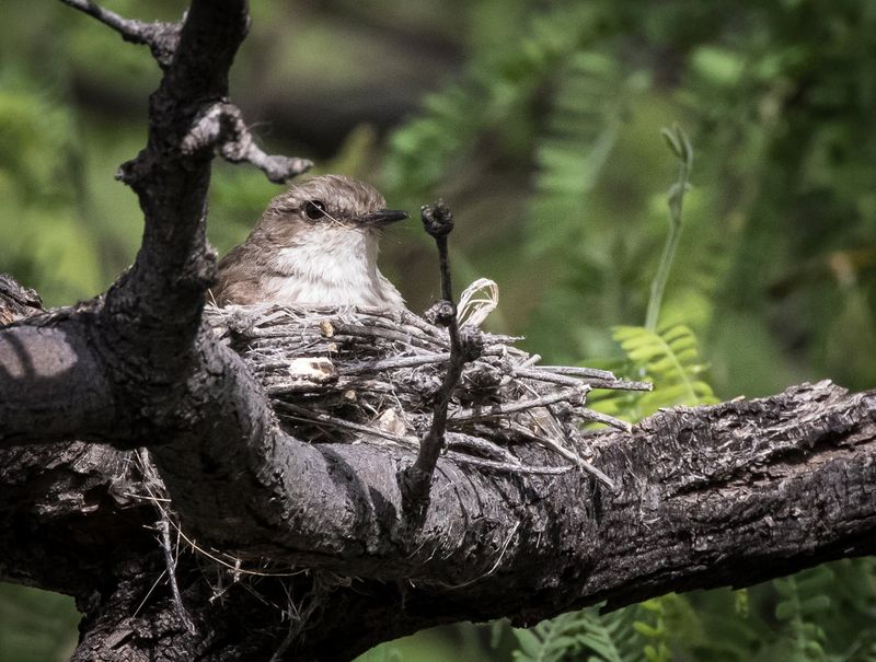Branches Give Birds Safe Shelter