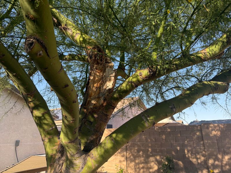 Branches Lose Strength Slowly Branches Lose Strength Slowly
