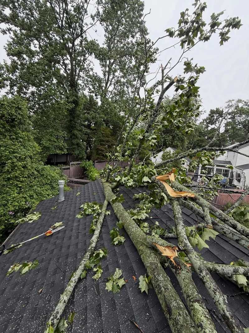 Branches Over Roofs Cars Or Walkways Raise The Risk Branches Over Roofs Cars Or Walkways Raise The Risk