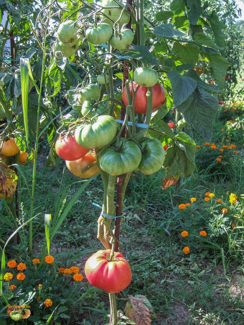 'Brandywine' Tomato (Solanum Lycopersicum 'Brandywine')