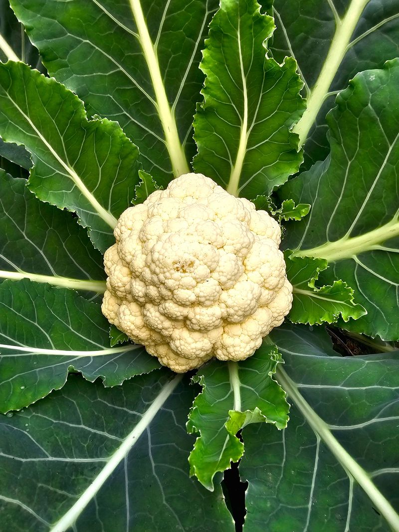 Brassicas (Cabbage, Broccoli, Cauliflower, Kohlrabi)
