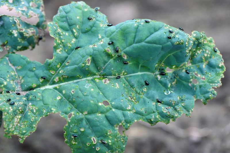 Brassicas Start Looking Speckled Or Peppered Brassicas Start Looking Speckled Or Peppered