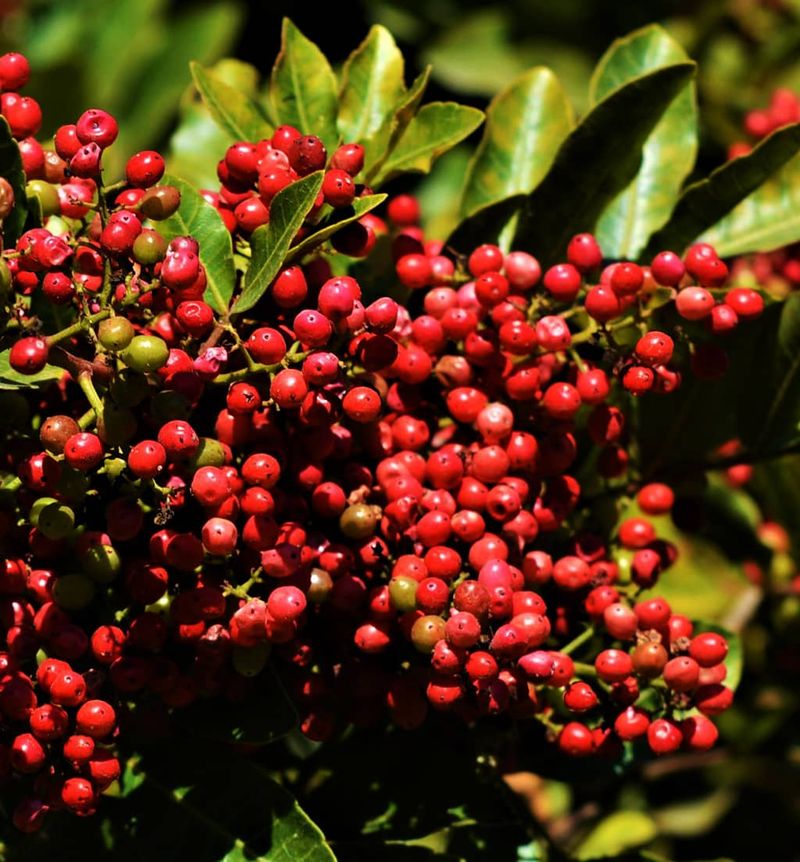 Brazilian Pepper Is The Biggest Name On Local Ban Lists Brazilian Pepper Is The Biggest Name On Local Ban Lists