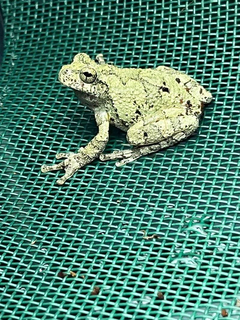 Breeding Calls May Be Close