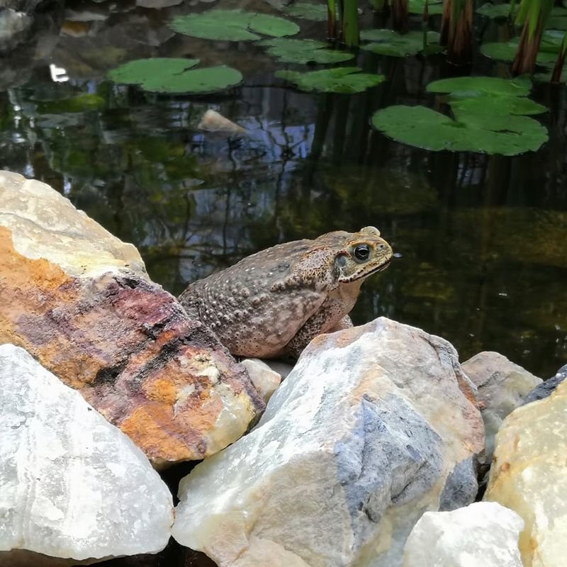 Breeding Ponds Increase Backyard Sightings Breeding Ponds Increase Backyard Sightings