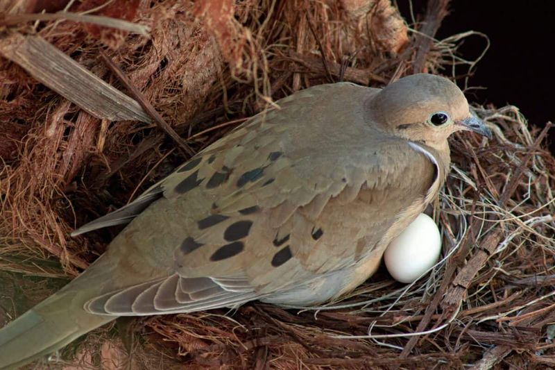 Breeding Season Can Last Through Much Of Summer Breeding Season Can Last Through Much Of Summer