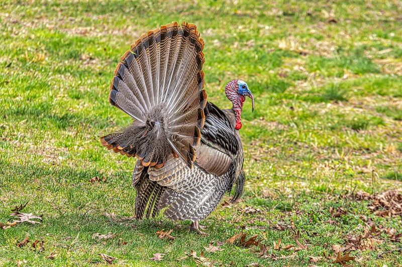 Breeding Season Changes Behavior Breeding Season Changes Behavior