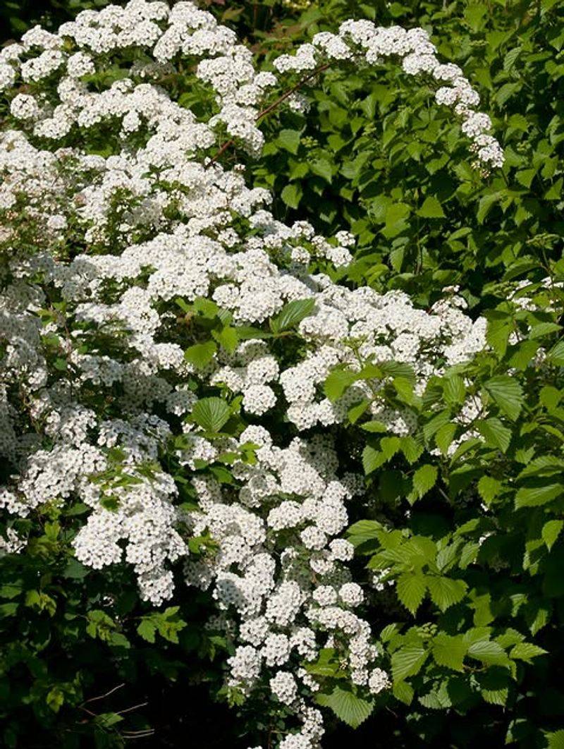 Bridalwreath Spirea Needs Its Older Stems Preserved