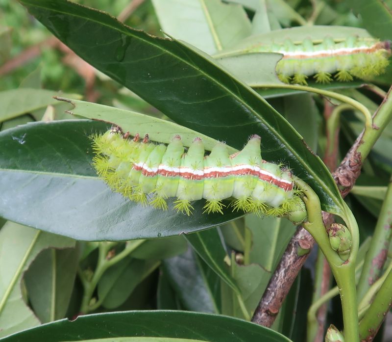Bright Green Bodies Blend Into Garden Leaves