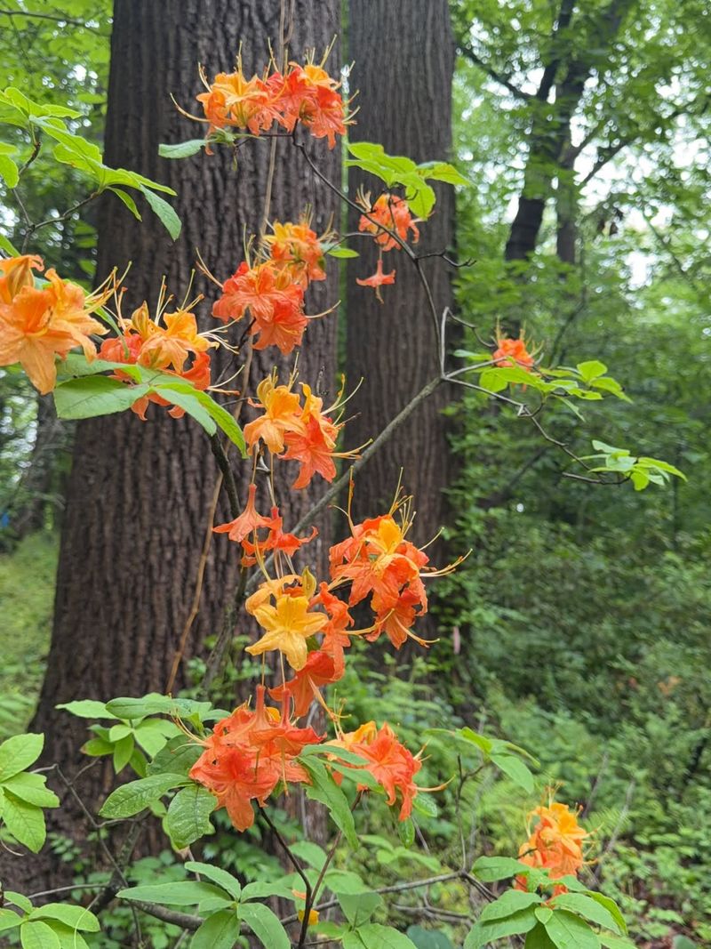 Bright Orange Flowers Attract Native Pollinators