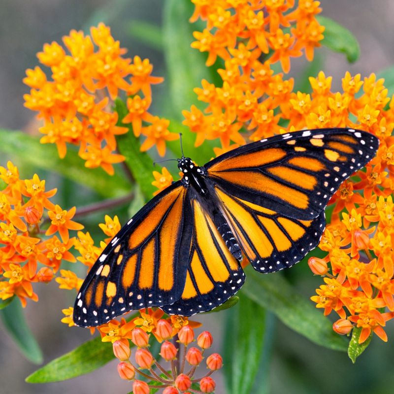 Bright Orange Flowers Provide Nectar For Adult Butterflies Bright Orange Flowers Provide Nectar For Adult Butterflies