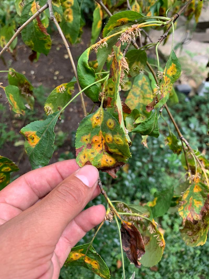 Bright Orange Red Spots With Dark Centers