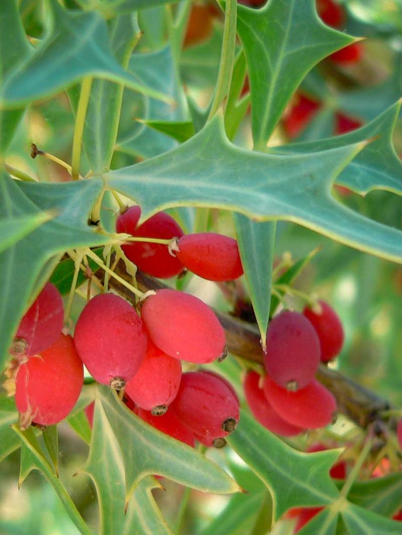 Bright Red Berries That Feed Birds And Small Mammals Each Spring Bright Red Berries That Feed Birds And Small Mammals Each Spring