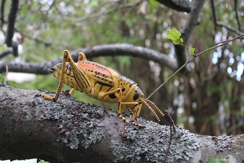 Bright Warning Colors Discourage Most Predators Bright Warning Colors Discourage Most Predators