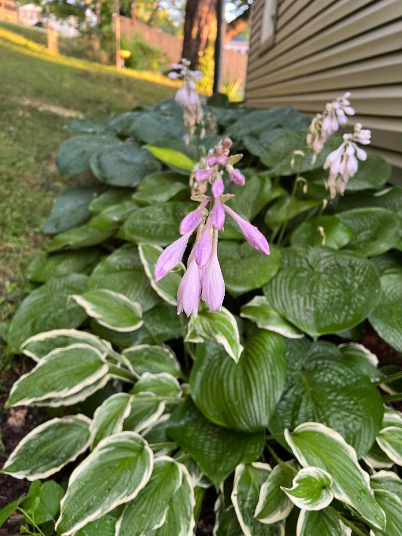 Brighten Dark Corners With Variegated Foliage