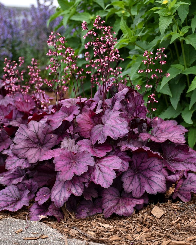 Brighten Partly Shaded Beds With Coral Bells Brighten Partly Shaded Beds With Coral Bells