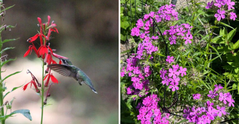Bring Hummingbirds Back To Ohio Yards With These Native Plants