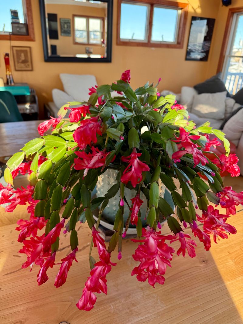 Bring Plants In If A Sudden Illinois Heatwave Hits Bring Plants In If A Sudden Illinois Heatwave Hits
