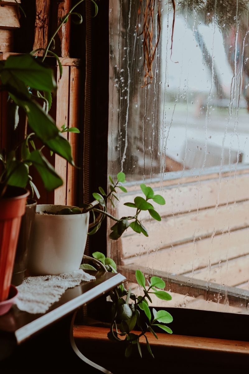 Bring Potted Plants To Sheltered Areas
