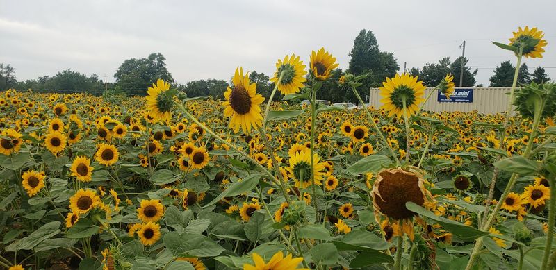 Bring Snips For The Best Sunflower Haul