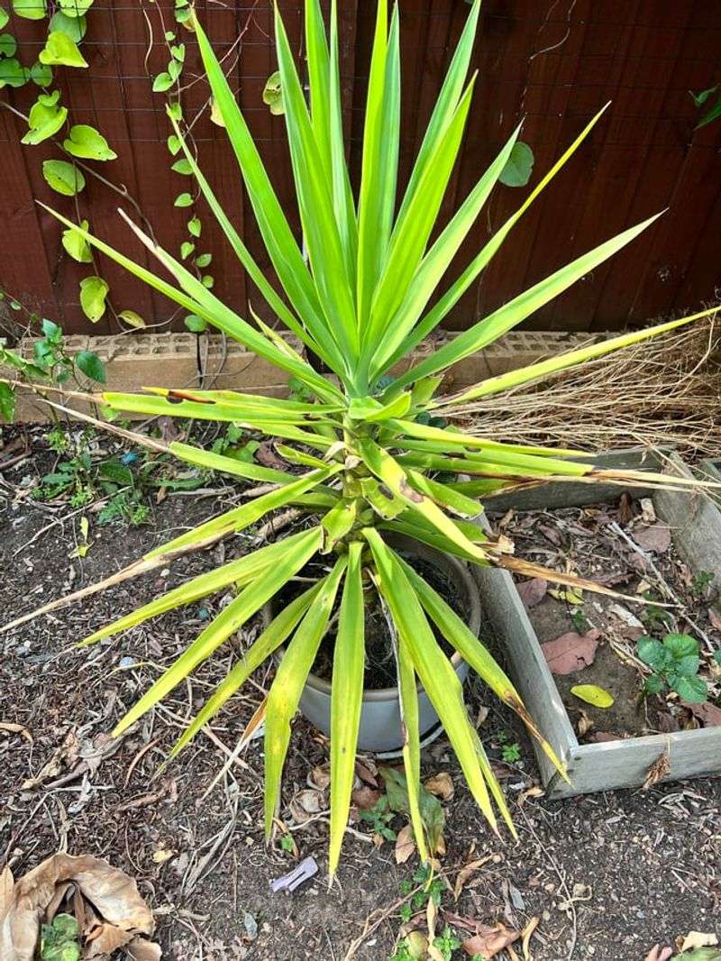 Bringing A Stressed Yucca Back To Full Health