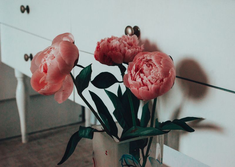 Bringing Cut Peonies Indoors Without Bringing Ants Too