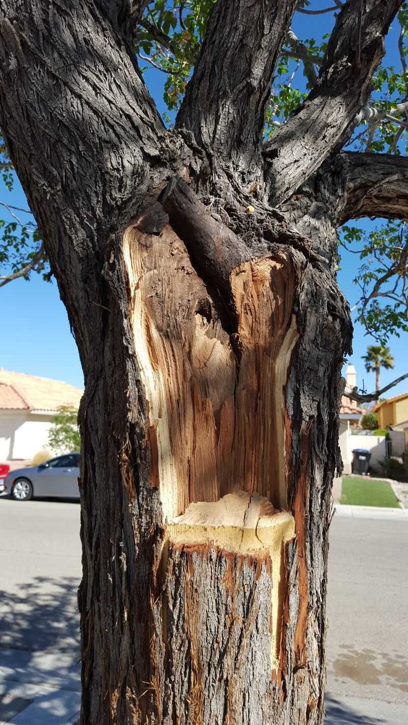 Brittle Branches Break In Wind And Storms Brittle Branches Break In Wind And Storms