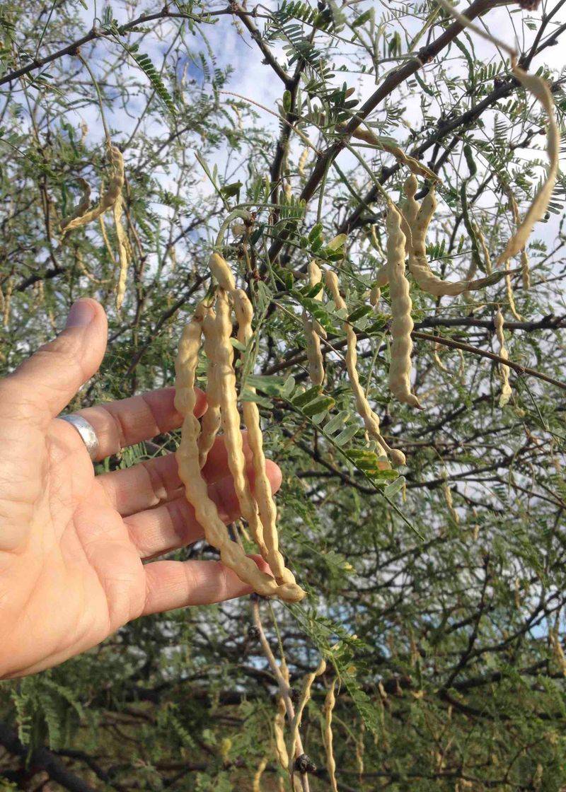 Brittle Pods Signal Harvest Timing