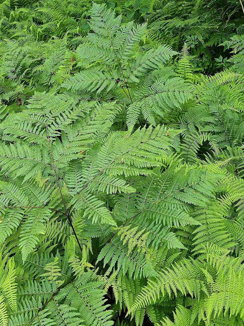 Broad Beech Fern (Phegopteris Hexagonoptera) Broad Beech Fern (Phegopteris Hexagonoptera)