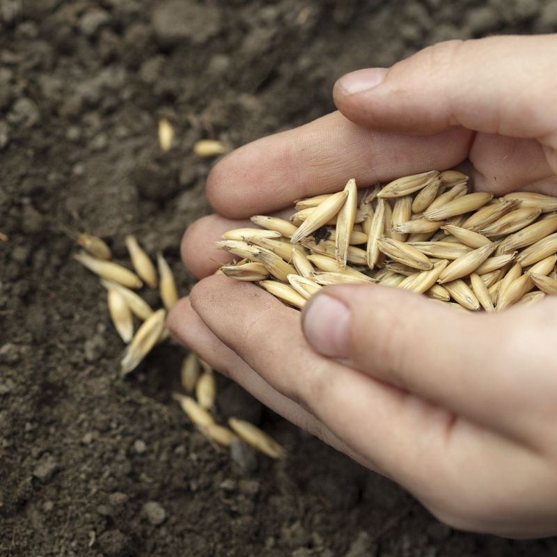 Broadcast Seed Across Empty Beds Broadcast Seed Across Empty Beds