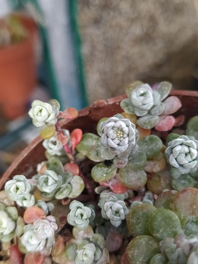Broadleaf Stonecrop