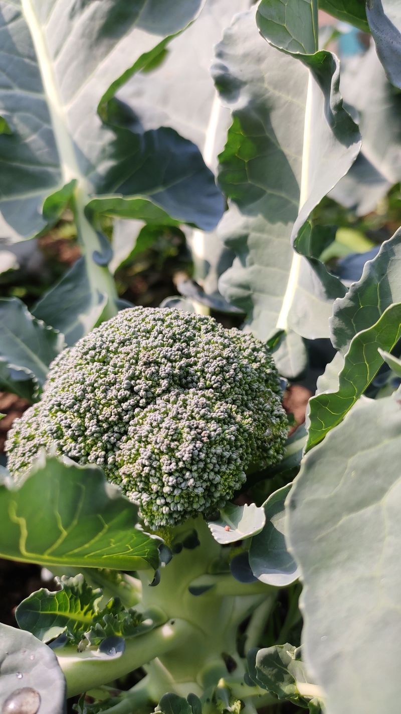 Broccoli
