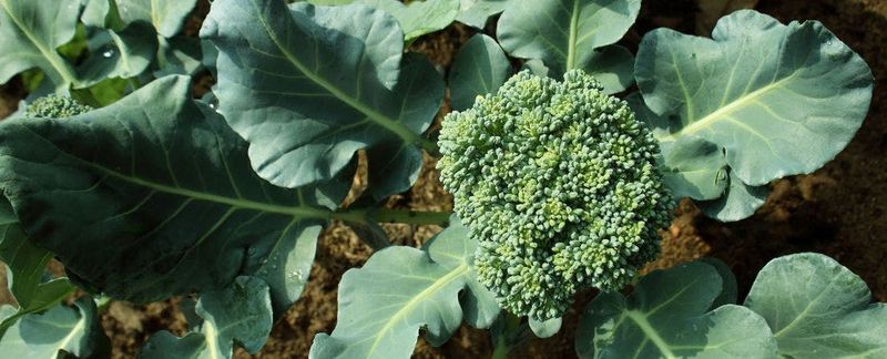 Broccoli Broccoli