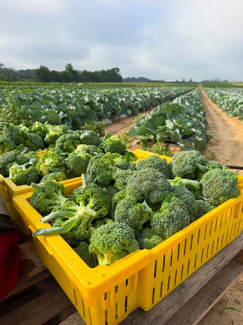 Broccoli Broccoli