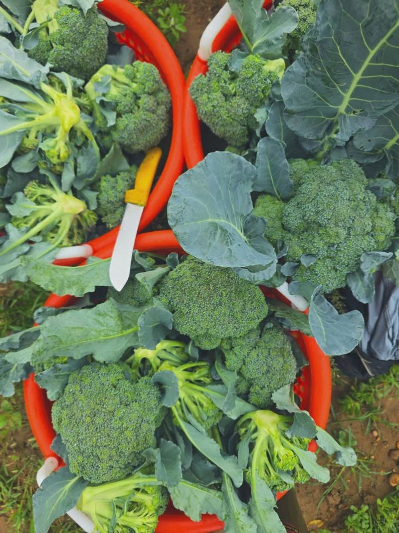 Broccoli Broccoli