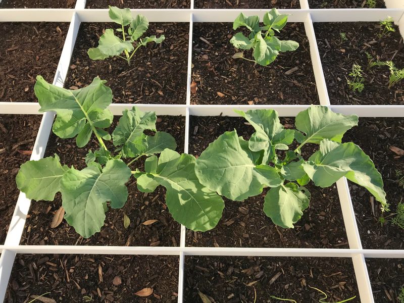 Broccoli Broccoli