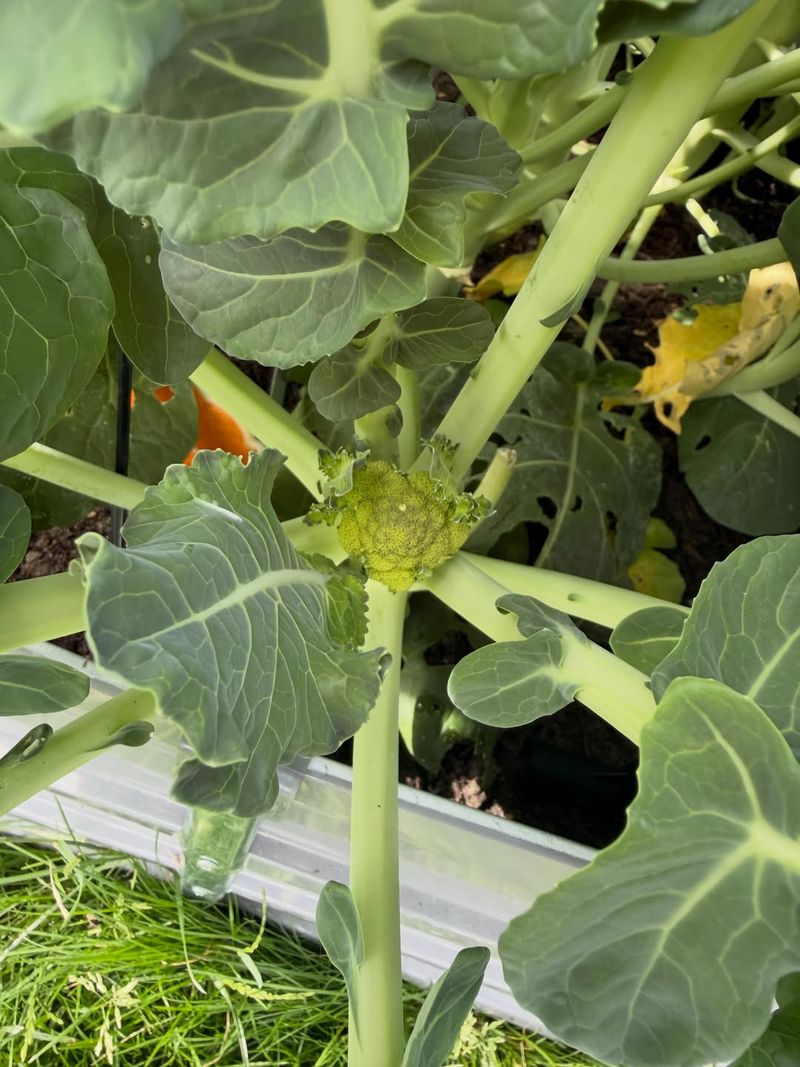 Broccoli