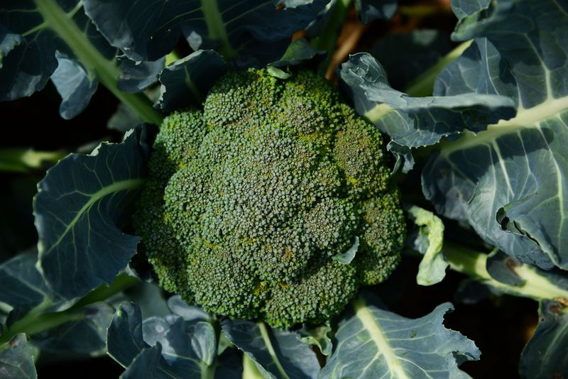 Broccoli