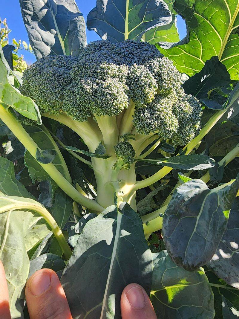 Broccoli From Transplants