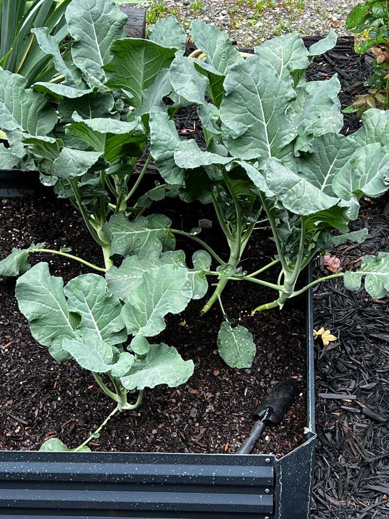 Broccoli Needs A Long Fall Growing Window Broccoli Needs A Long Fall Growing Window