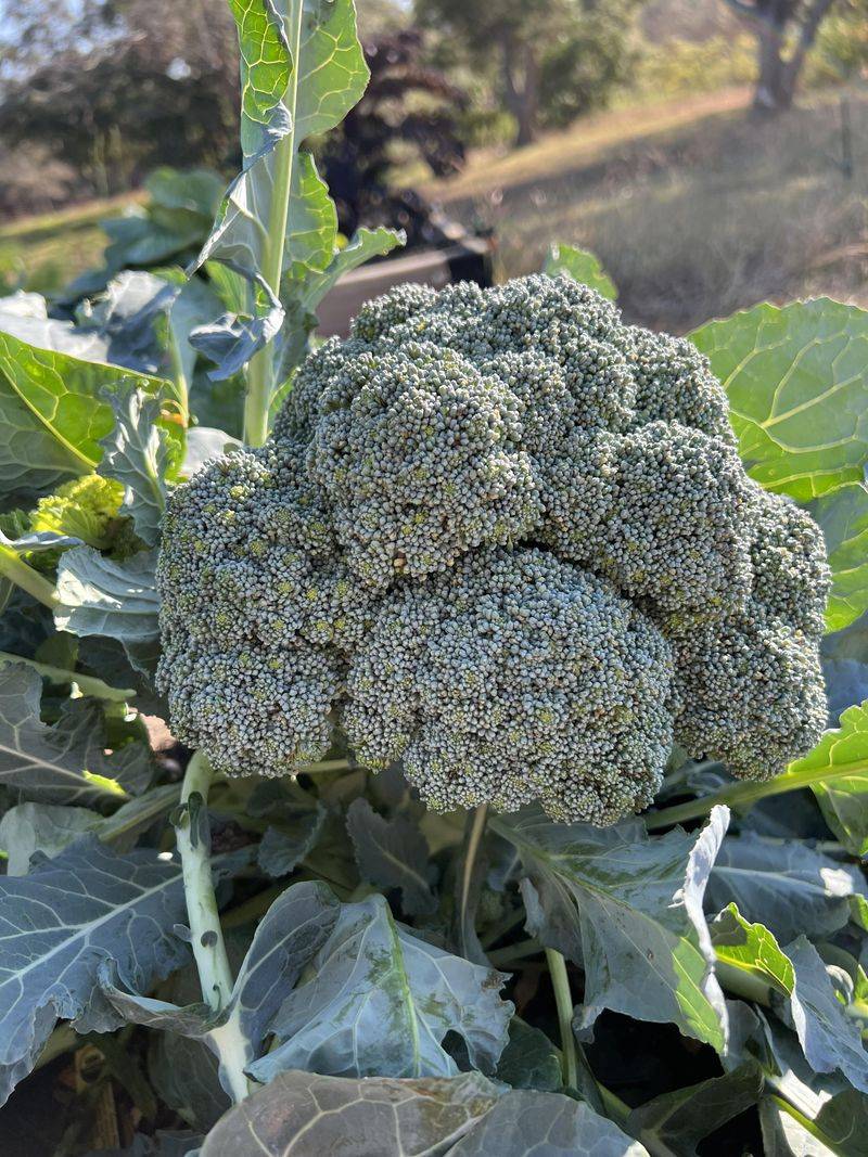 Broccoli Needs A Long Head Start Before Fall Broccoli Needs A Long Head Start Before Fall